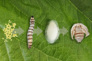 silk fabric